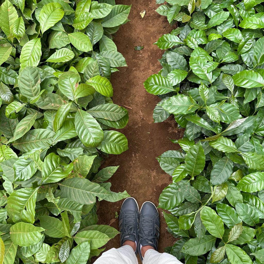 Foto von oben: schmaler Pfad mit kleinen Kaffeepflanzen links und rechts, Füße in dunklen Turnschuhen