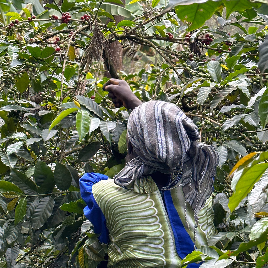 eine Frau erntet Kaffeebohnen